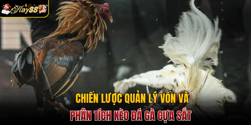 Chiến lược quản lý vốn và phân tích kèo đá gà cựa sắt