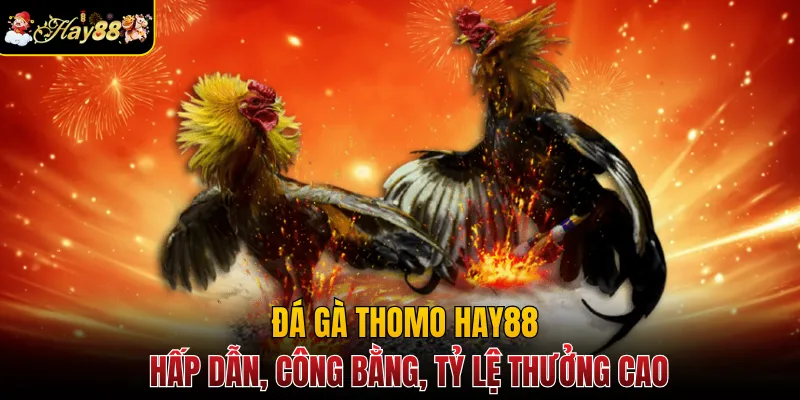 Đá Gà Thomo Hay88 - Hấp Dẫn, Công Bằng, Tỷ Lệ Thưởng Cao