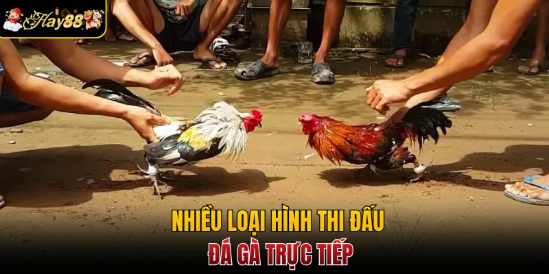 Nhiều loại hình thi đấu đá gà trực tiếp