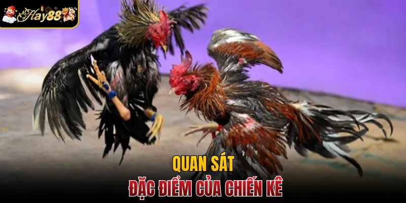 Quan sát đặc điểm của chiến kê